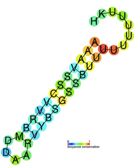 90个细菌元件的预测保守二级结构和序列保守Rho独立终止注释