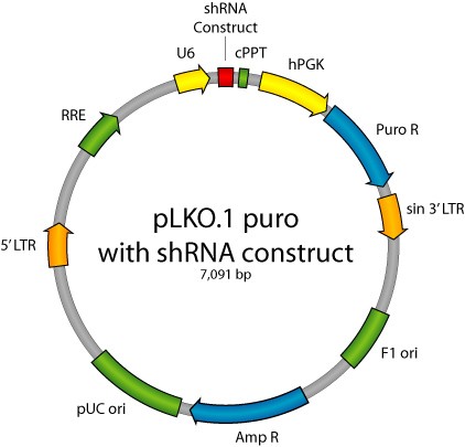 图1:pLKO.1 载体图谱