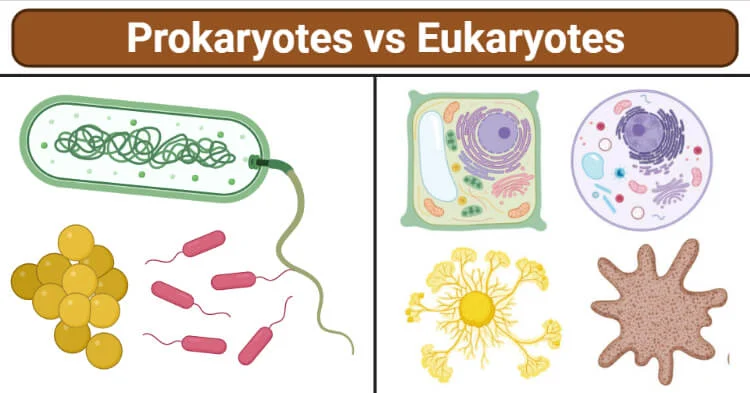 原核生物和真核生物