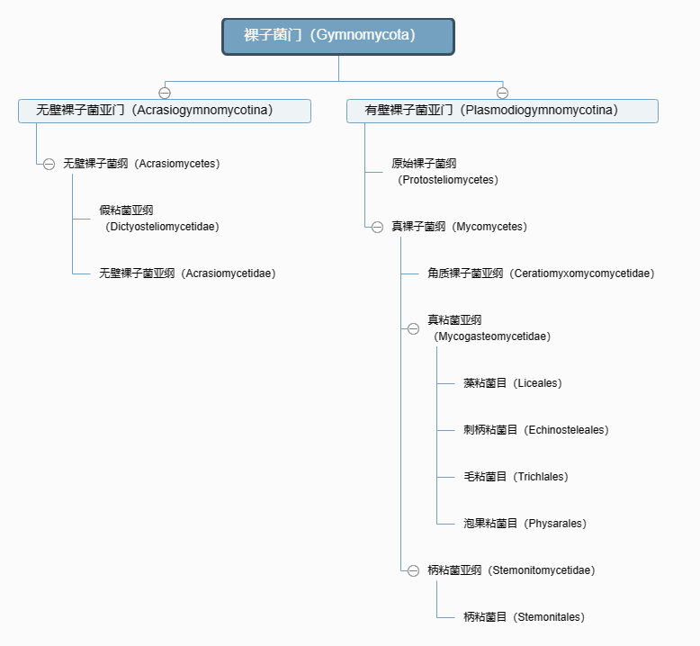 裸子菌门