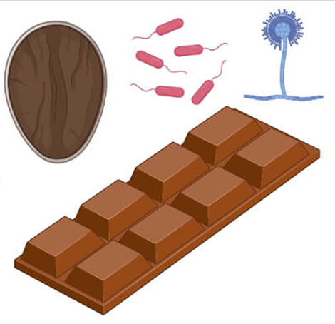 巧克力与微生物