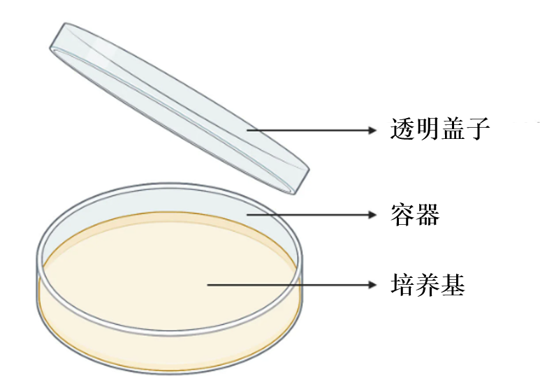 培养皿的组成部分