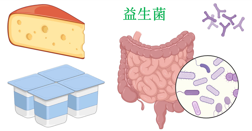 益生菌