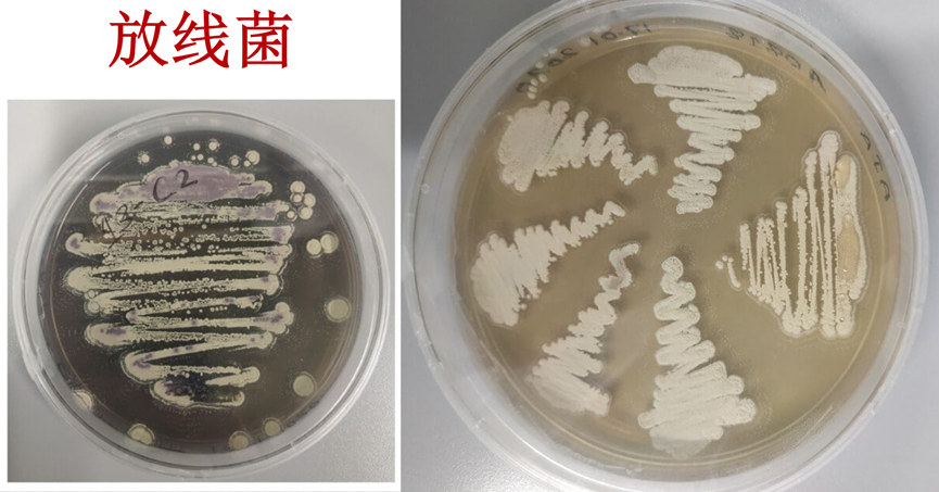 放线菌