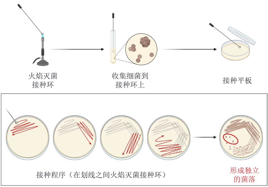 平板划线法的步骤