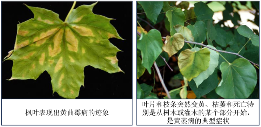 黄萎病（Verticillium Wilt）