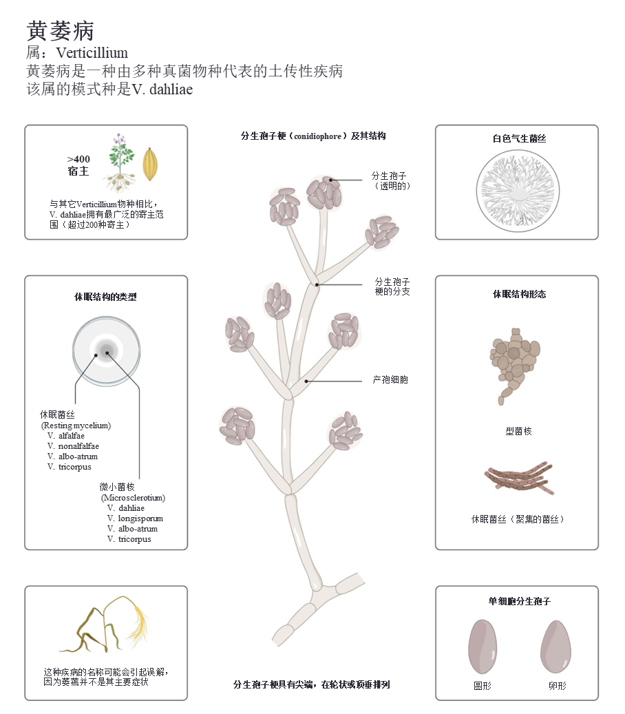 黄萎病（丝状真菌）