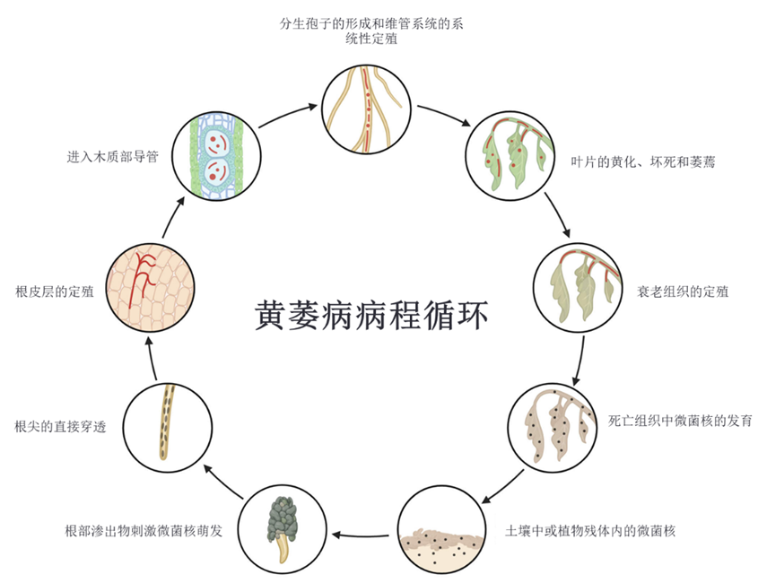 黄萎病的发病周期