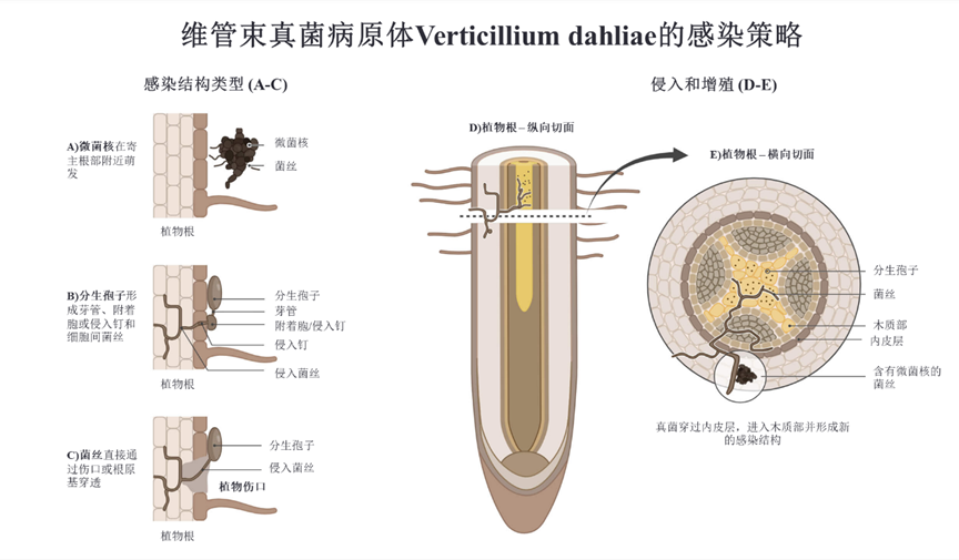 黄萎病菌的感染策略