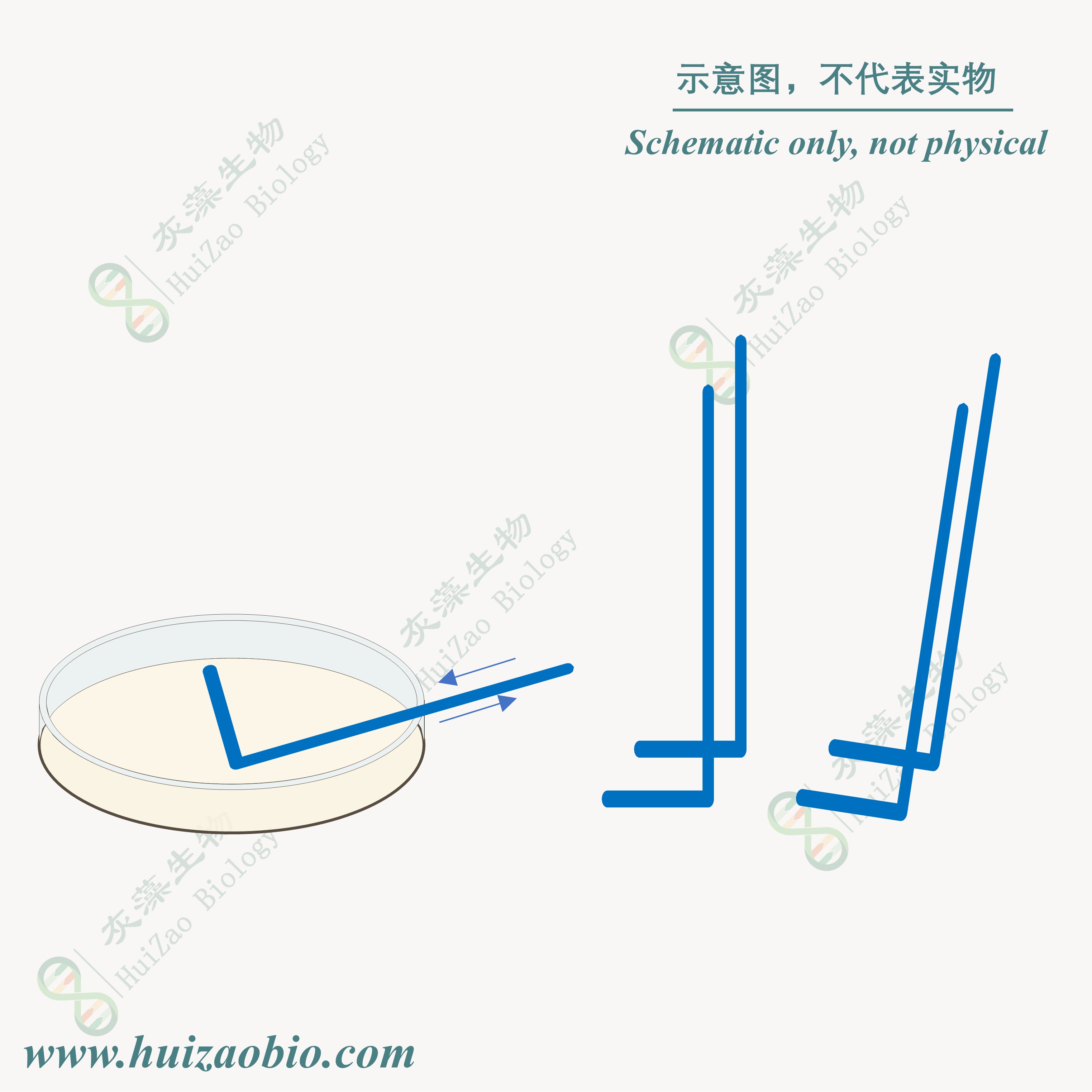 培养瓶 25cm²未处理透气盖