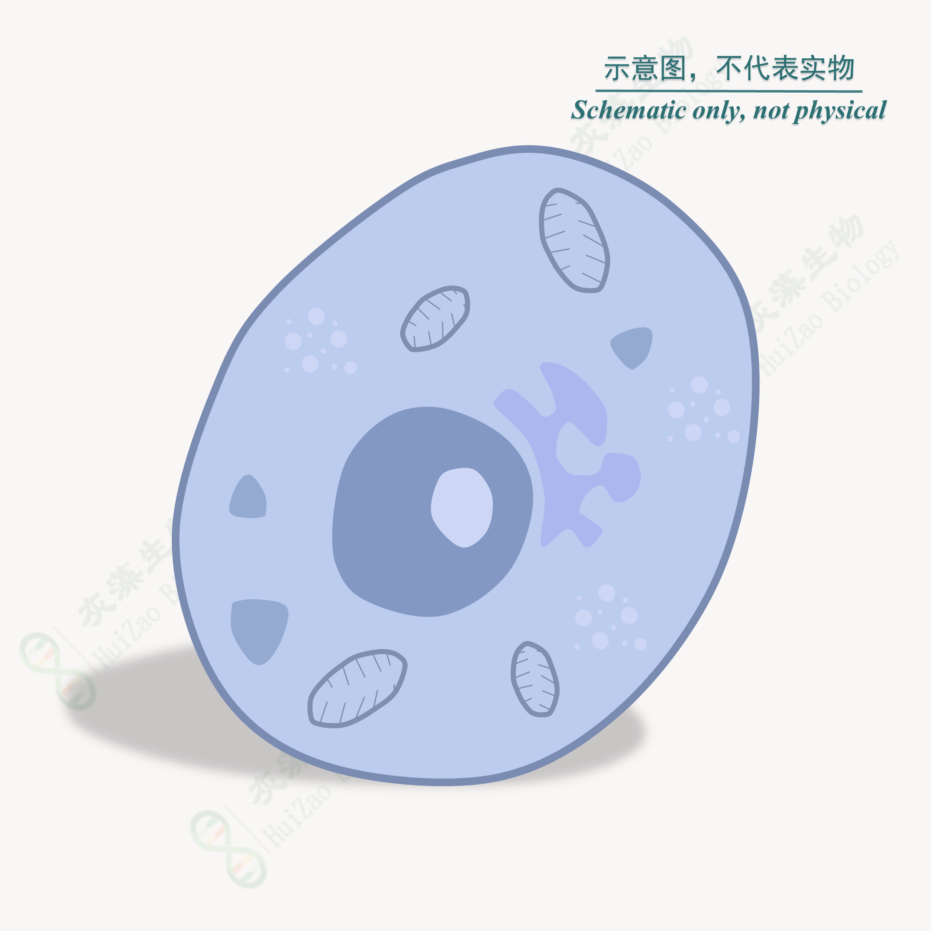 大肠克隆菌ET12567(pUZ8002) 化学感受态细胞