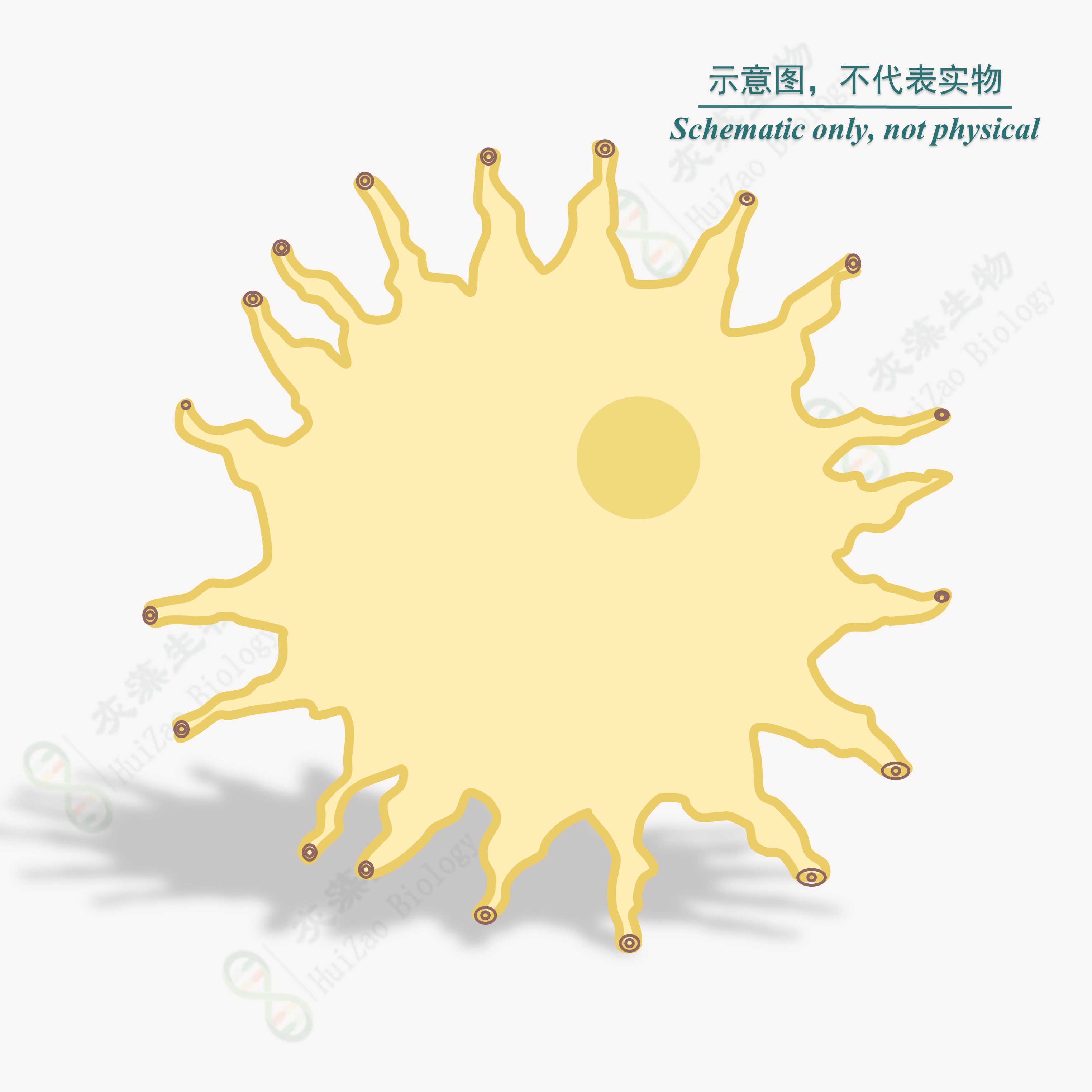 Top10大肠杆菌克隆菌株