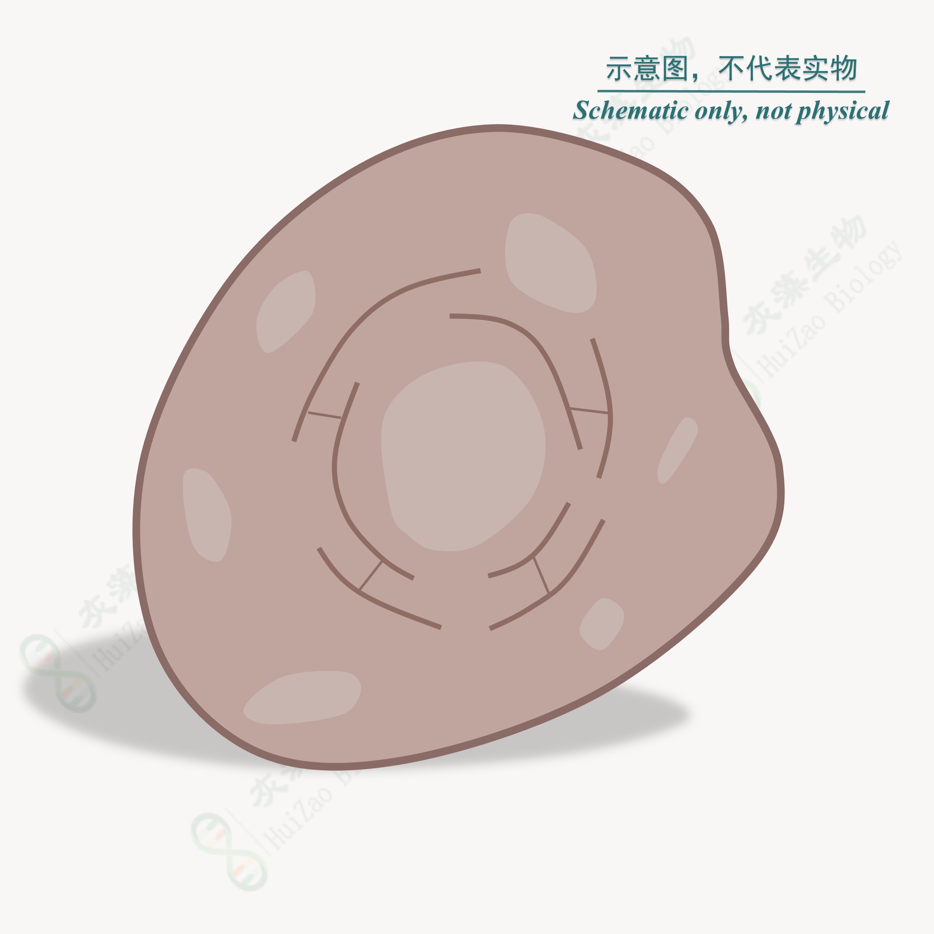大肠杆菌 BL21