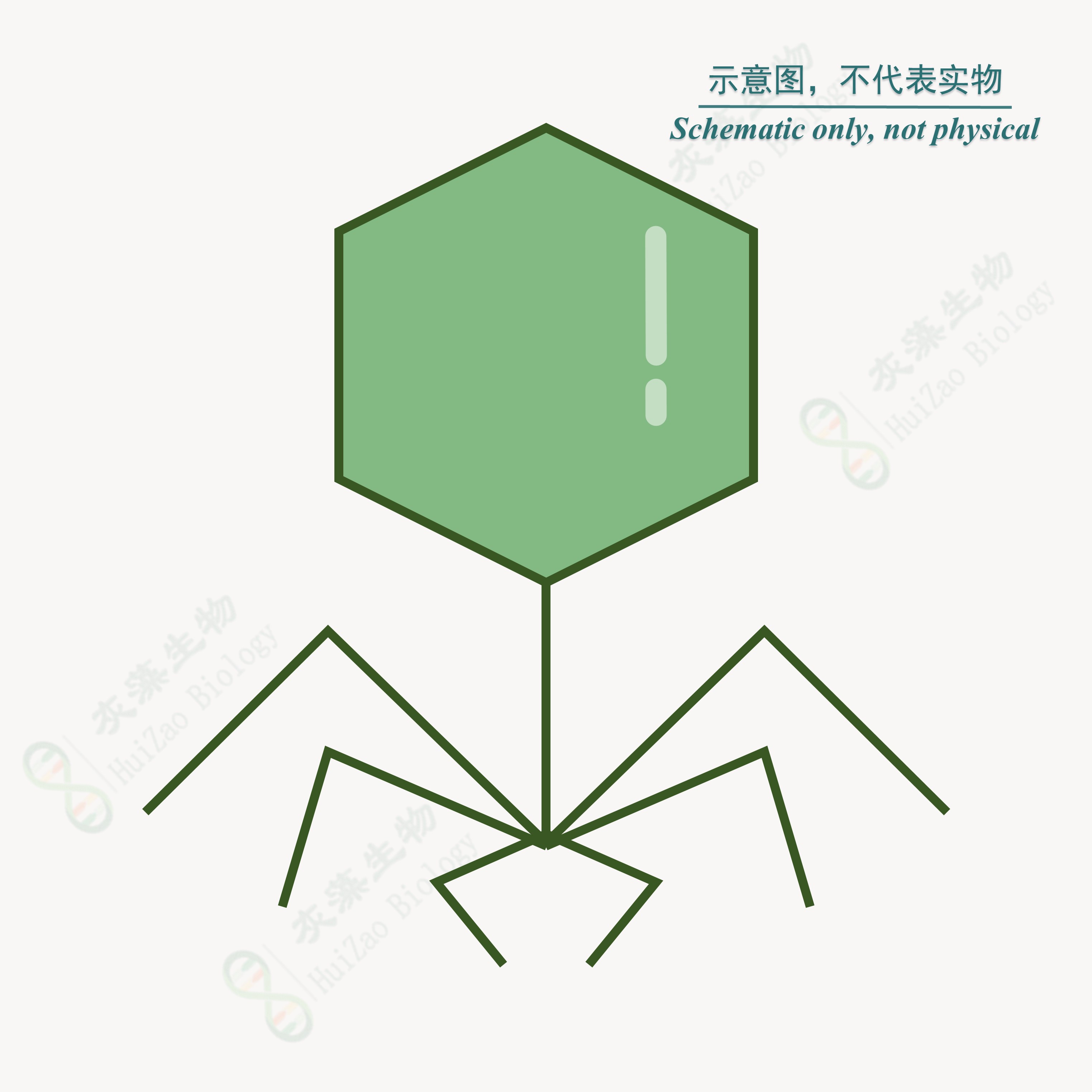 沙眼衣原体H型脱氧核糖核酸液体室内质控品