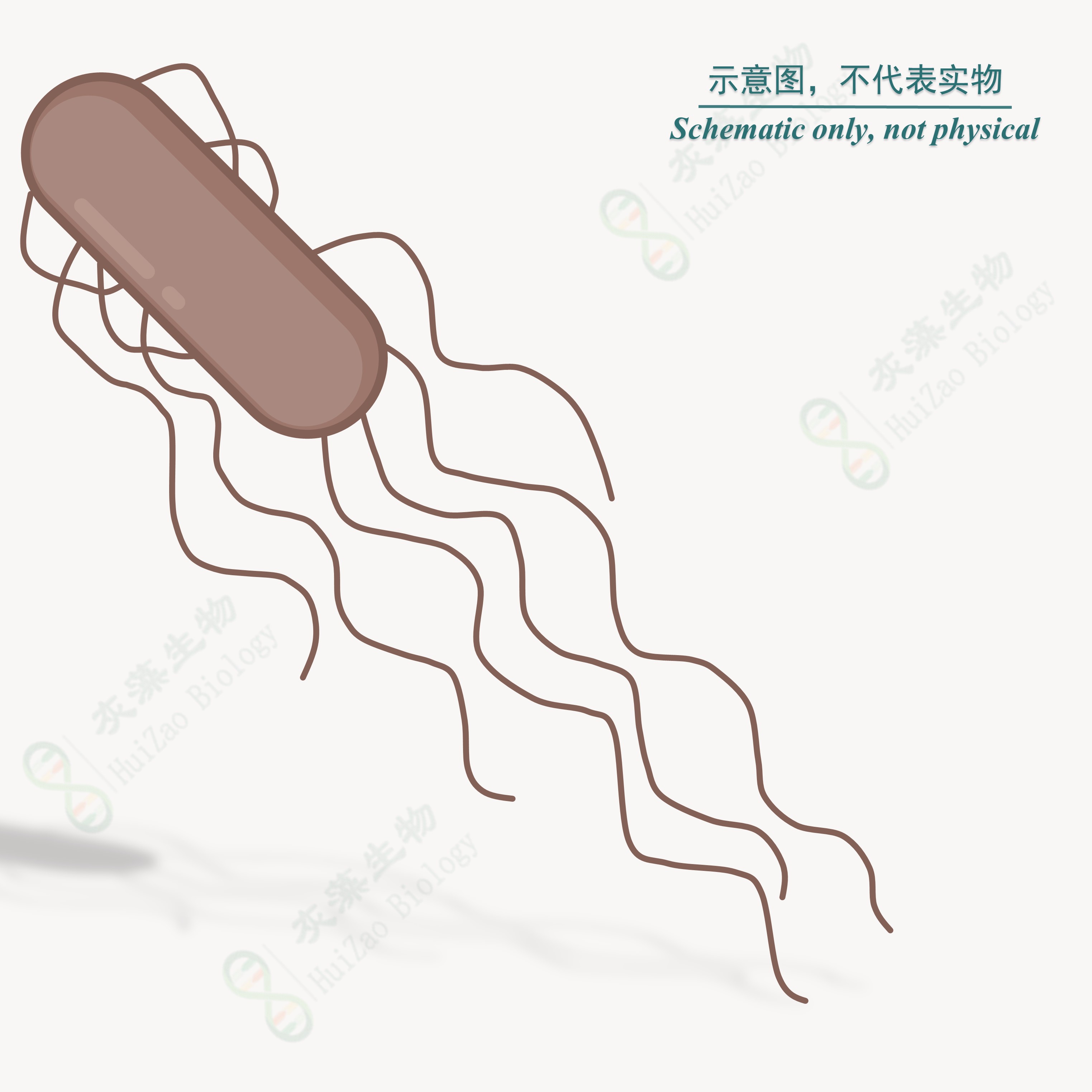 甲酸甲烷杆菌/Methanobacterium formicicum
