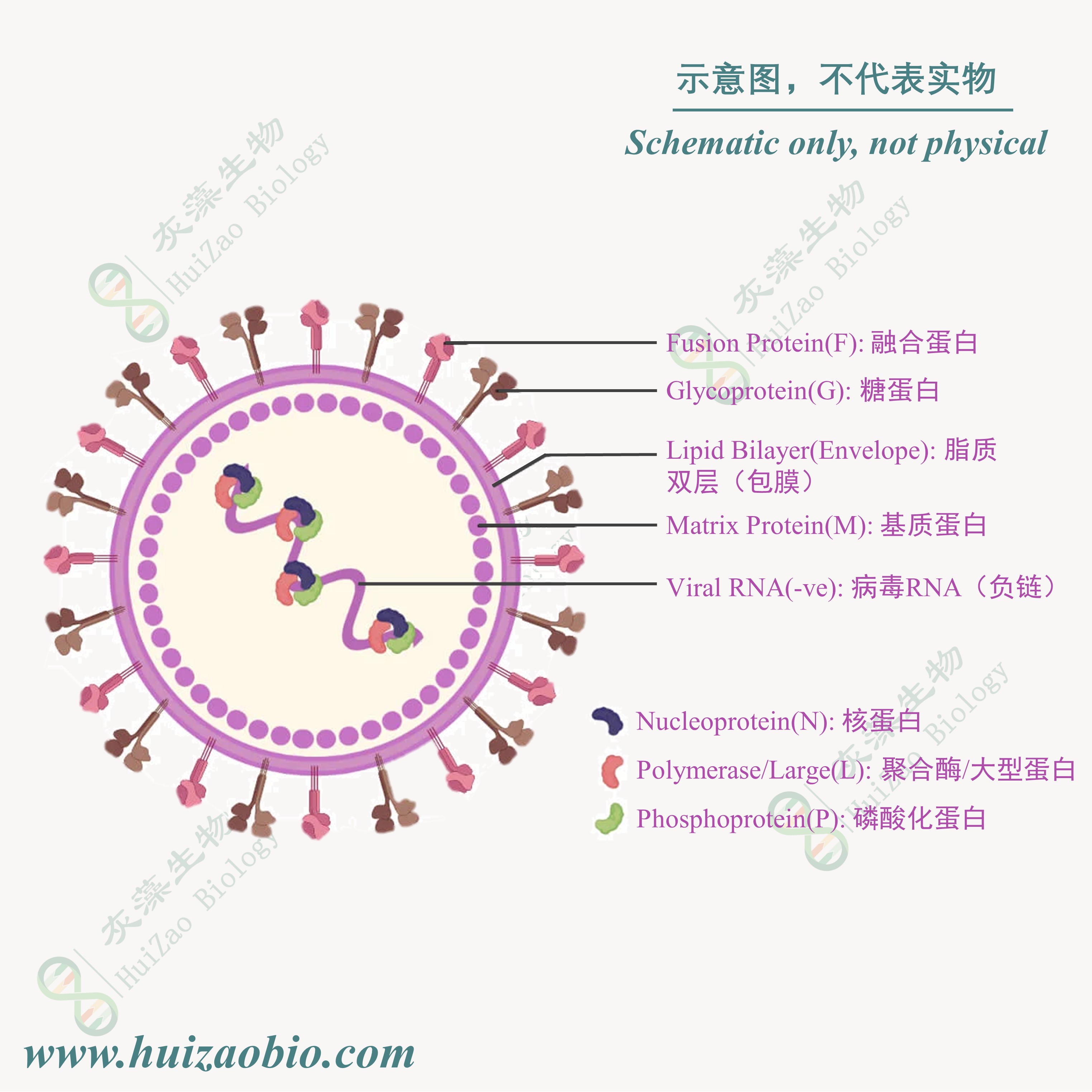 病毒载体
