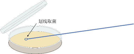 菌株平板接种