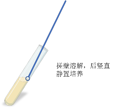 菌株平板接种