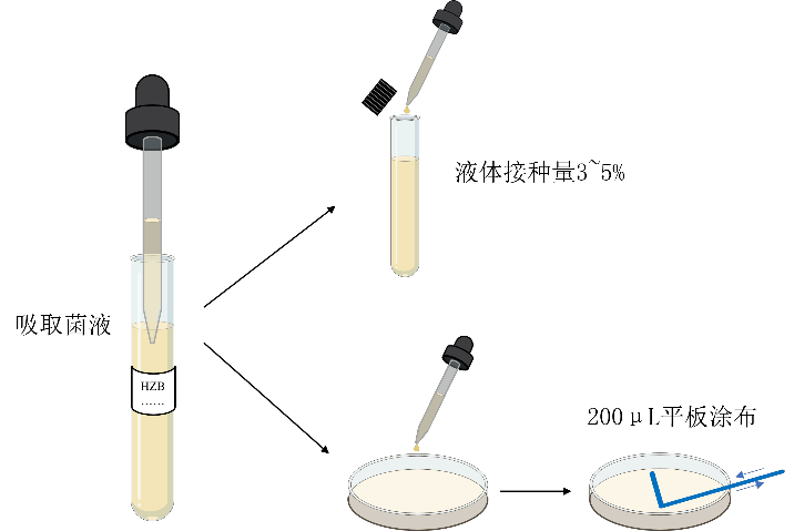 菌液转接说明