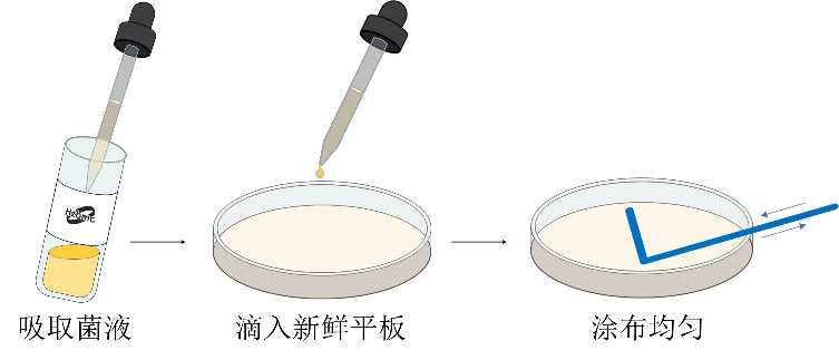 甘油菌转接