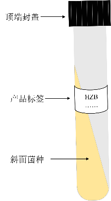 菌株斜面