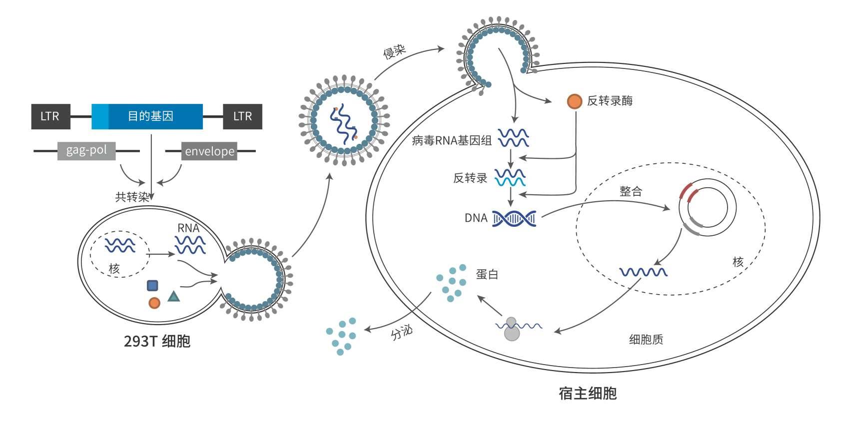 病毒载体